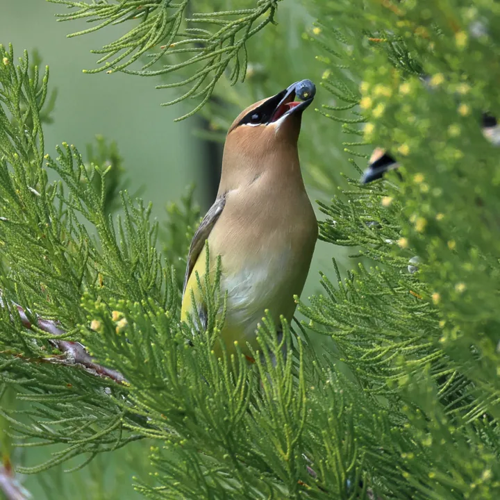 Cedar Waxwing