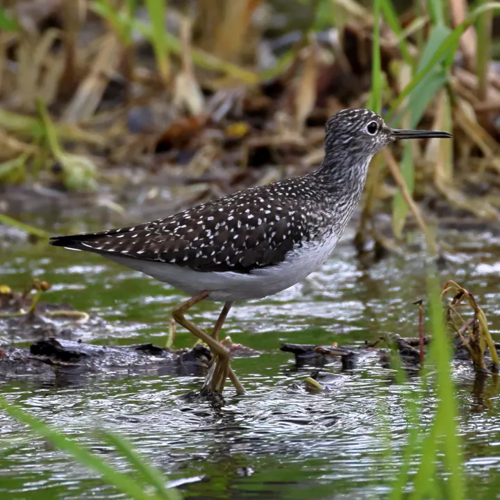 Solitary Sandpiper