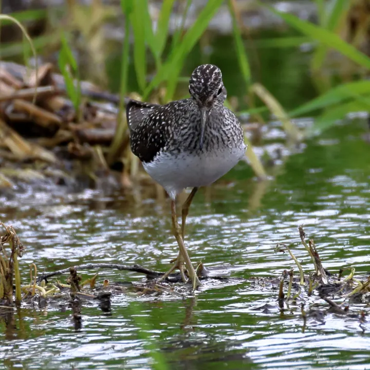 Solitary Sandpiper