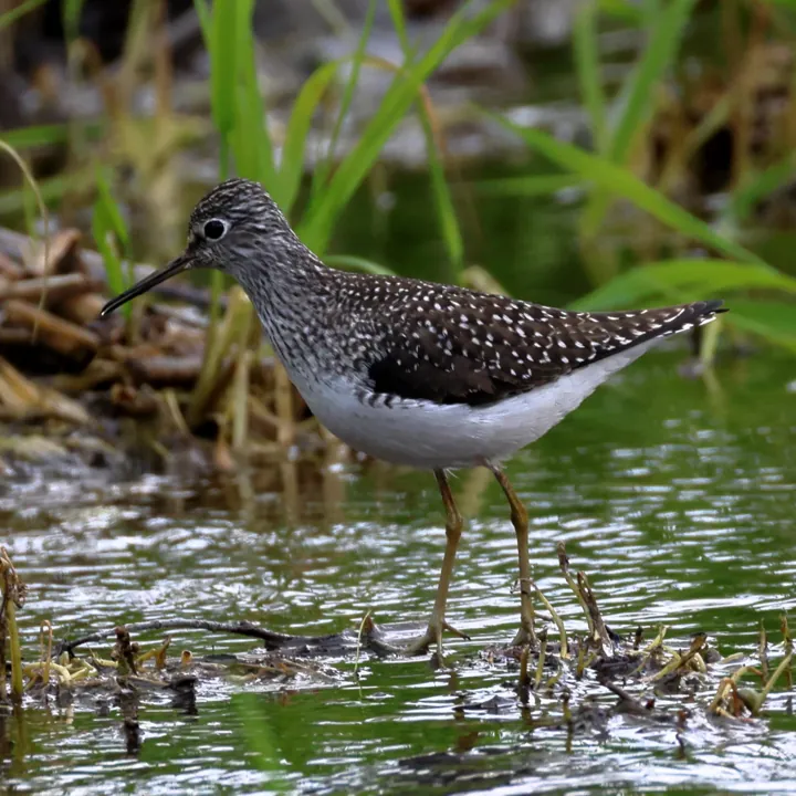 Solitary Sandpiper