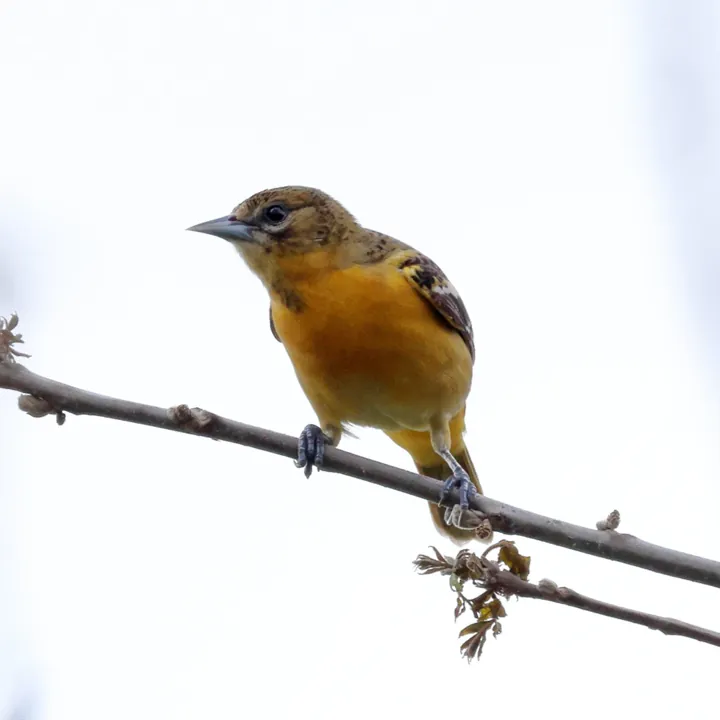 Baltimore Oriole
