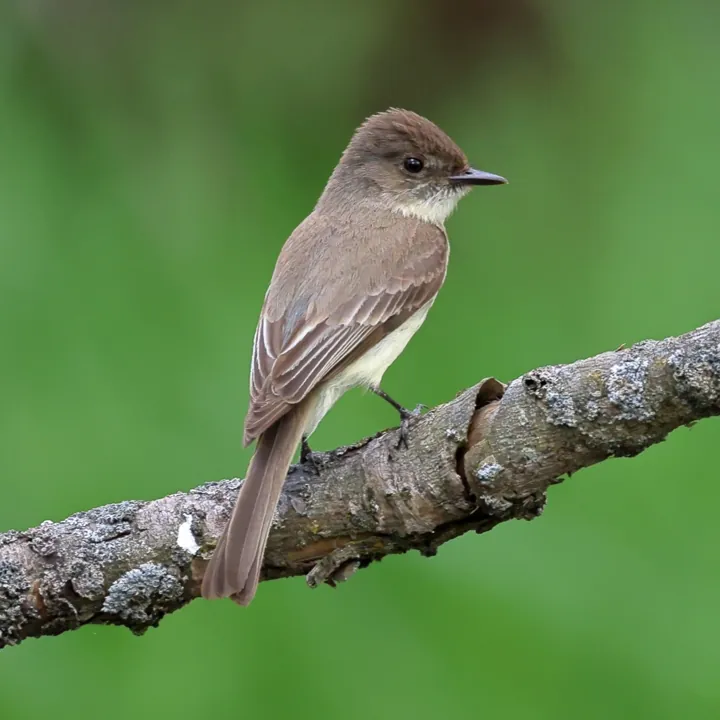 Eastern Phoebe