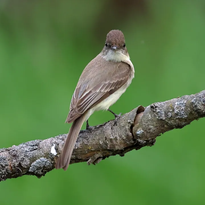 Eastern Phoebe