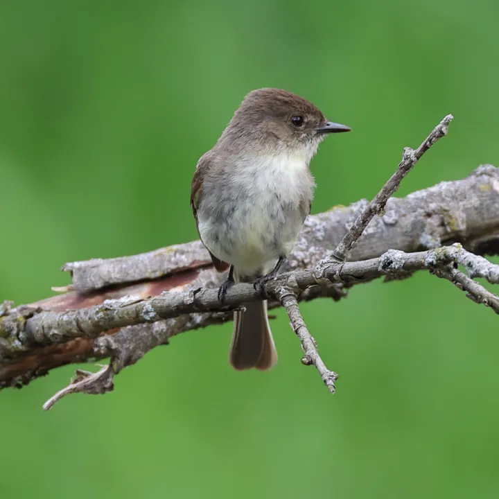 Eastern Phoebe