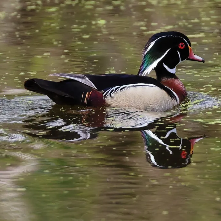 Wood Duck