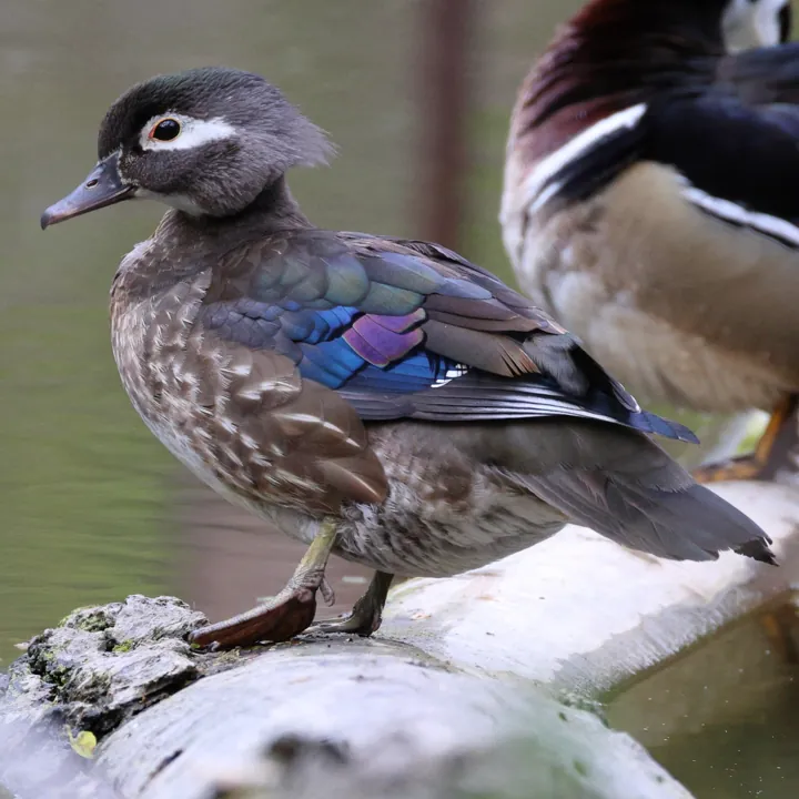 Wood Duck