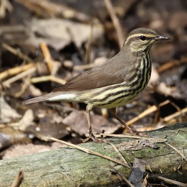 Northern Waterthrush