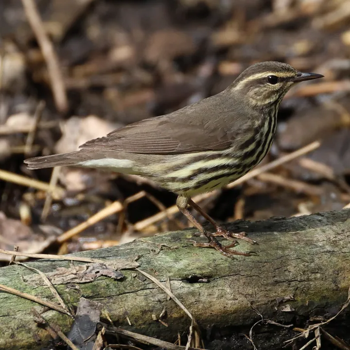 Northern Waterthrush