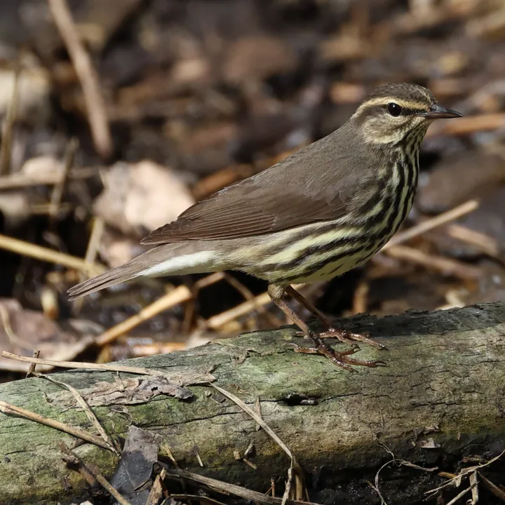 Northern Waterthrush