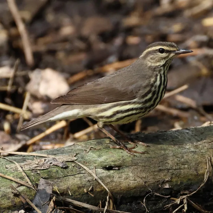 Northern Waterthrush