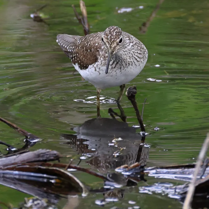 Solitary Sandpiper