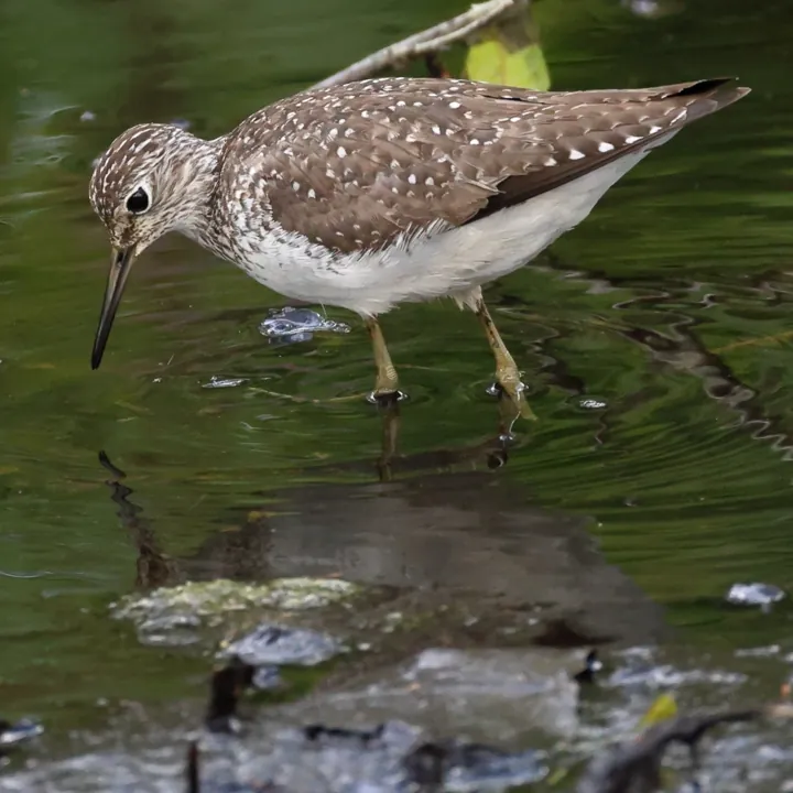 Solitary Sandpiper