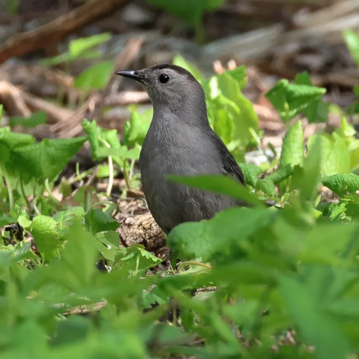 Gray Catbird