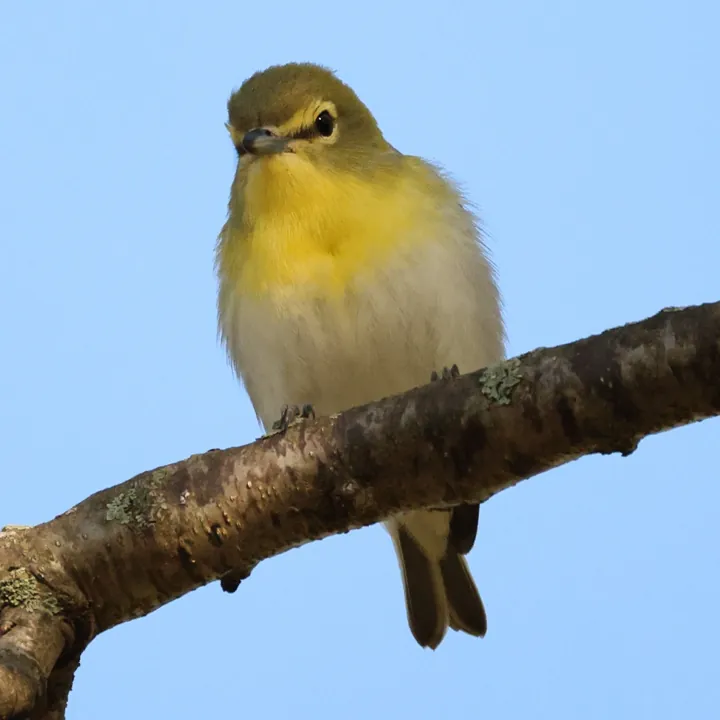 Yellow-throated Vireo