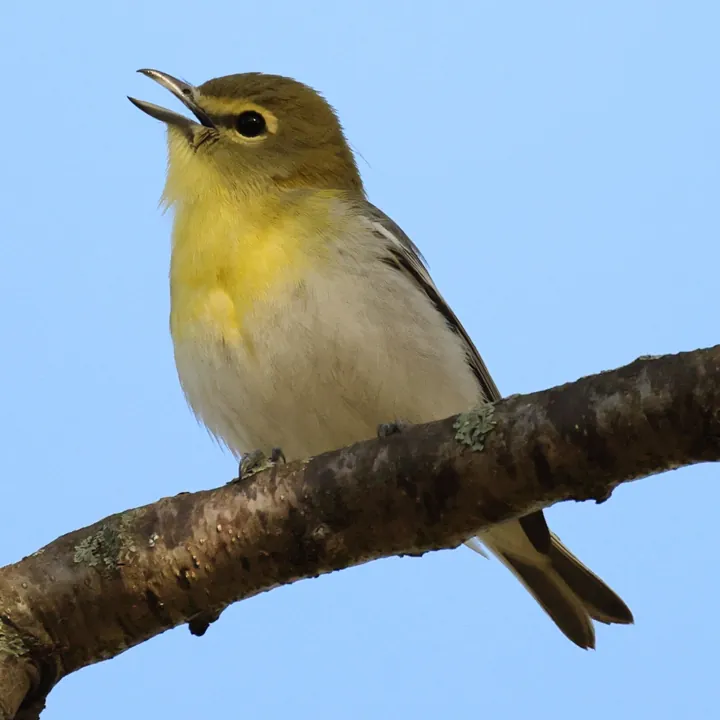 Yellow-throated Vireo