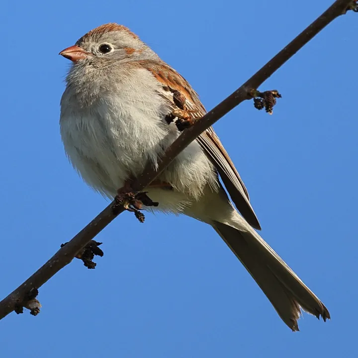 Field Sparrow