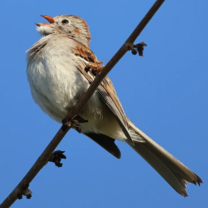 Field Sparrow