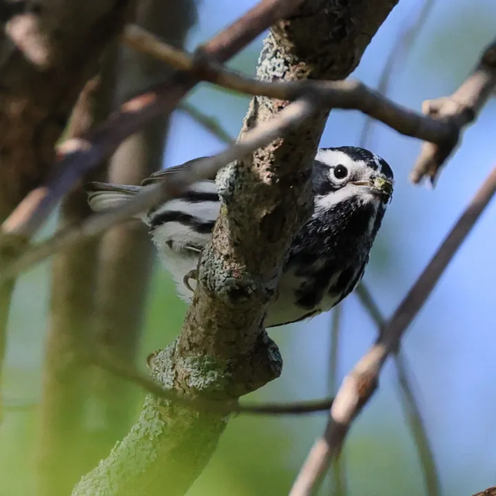 Black-and-white Warbler