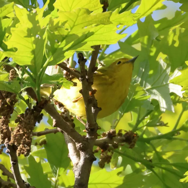 Northern Yellow Warbler