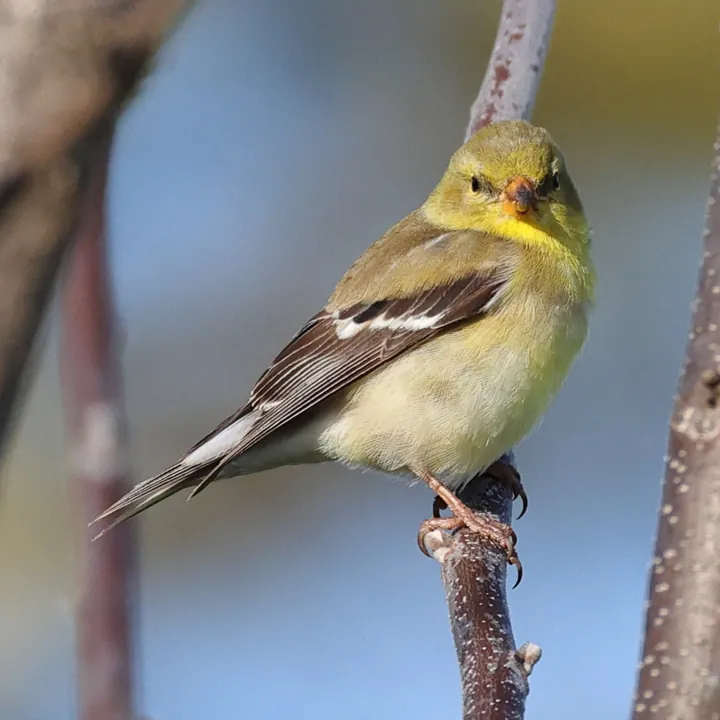 American Goldfinch