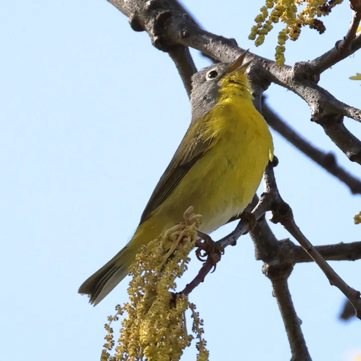 Nashville Warbler