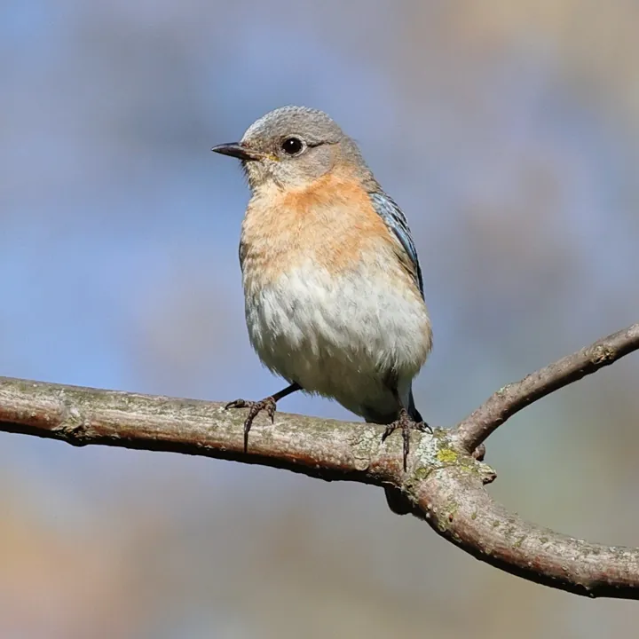 Eastern Bluebird