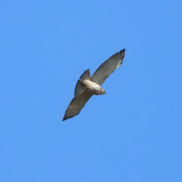 Broad-winged Hawk