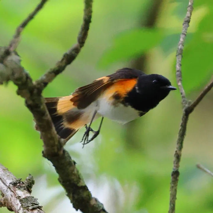American Redstart