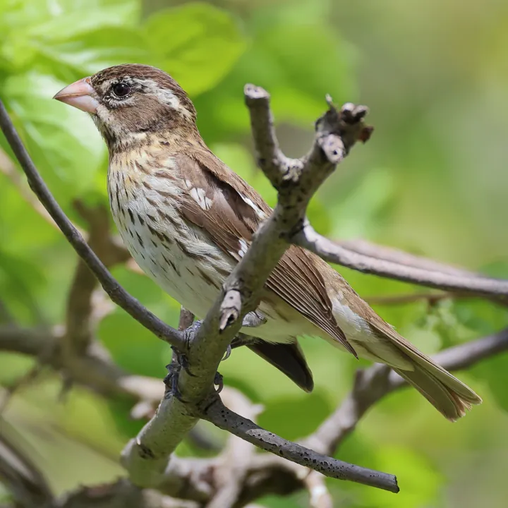 Rose-breasted Grosbeak