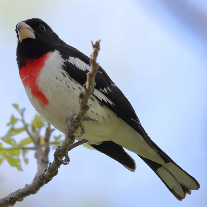 Rose-breasted Grosbeak