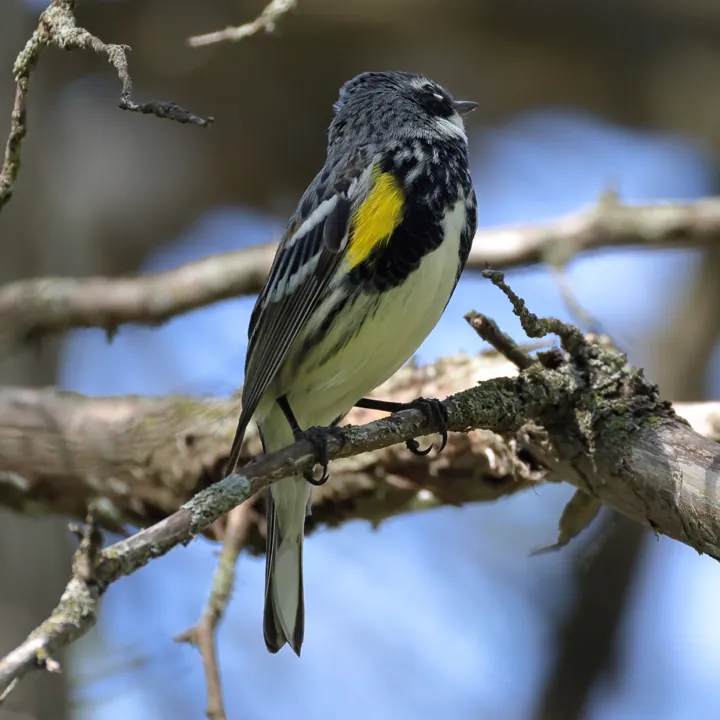 Yellow-rumped Warbler
