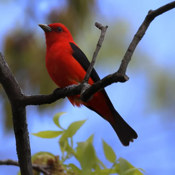 Scarlet Tanager