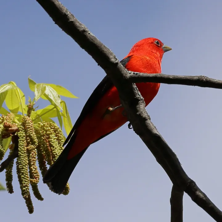 Scarlet Tanager