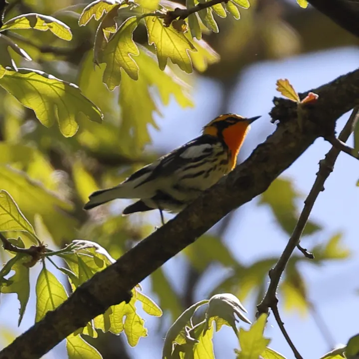 Blackburnian Warbler