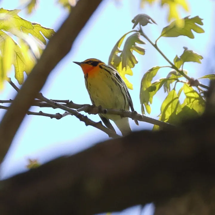 Blackburnian Warbler