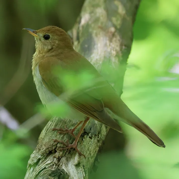 Veery