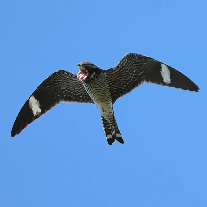 Common Nighthawk