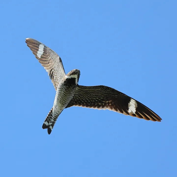 Common Nighthawk