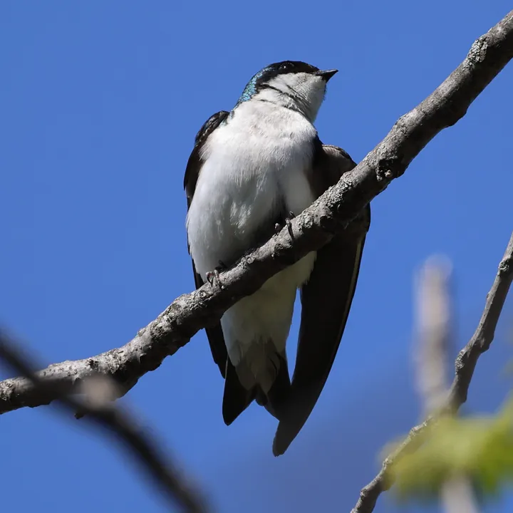 Tree Swallow