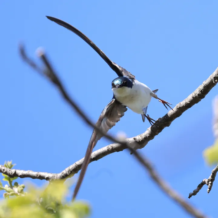 Tree Swallow