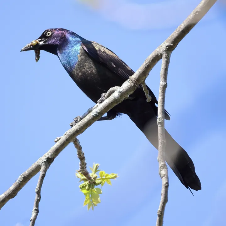 Common Grackle