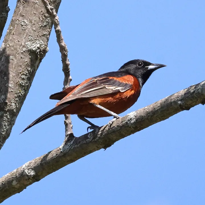 Orchard Oriole