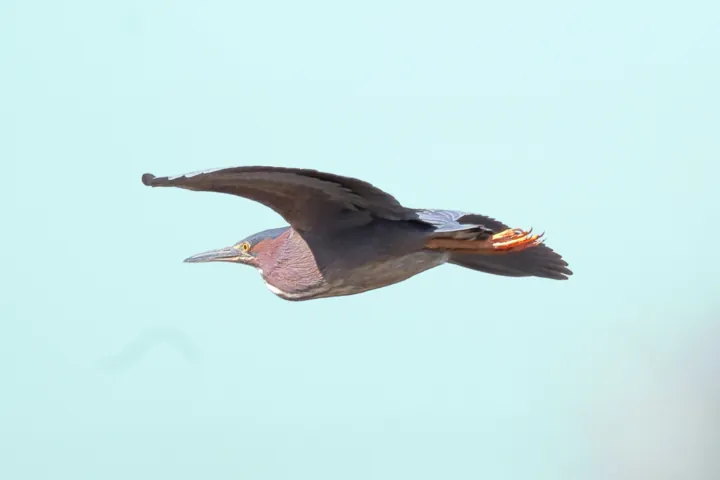 Green Heron