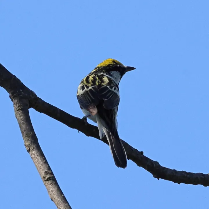 Chestnut-sided Warbler