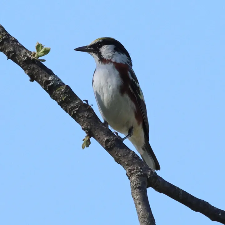 Chestnut-sided Warbler
