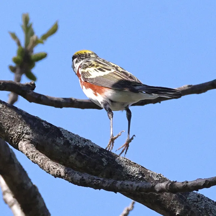 Chestnut-sided Warbler