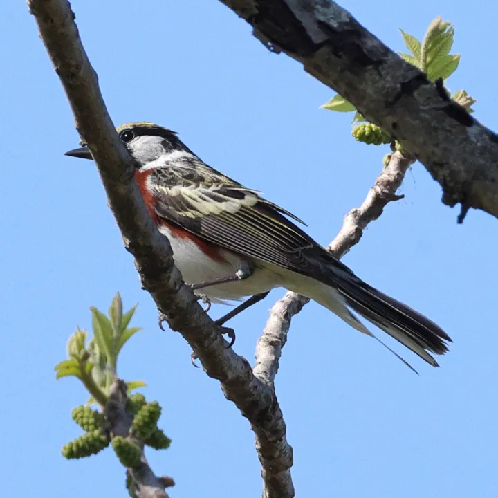 Chestnut-sided Warbler