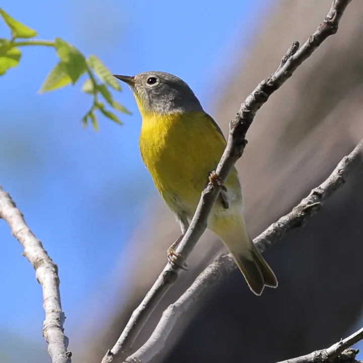 Nashville Warbler