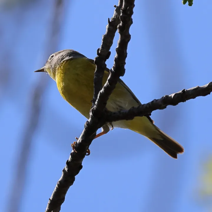 Nashville Warbler