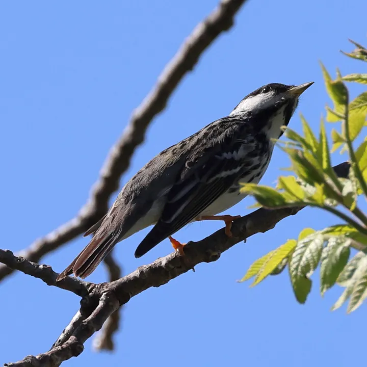 Blackpoll Warbler